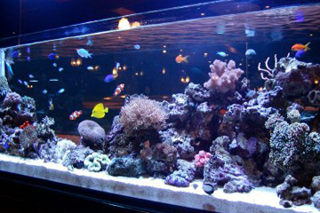 銀座　高級クラブ様　1.5メートル海水珊瑚水槽