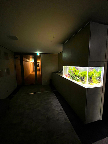 癒される水草水槽