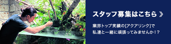 スタッフ募集はこちら