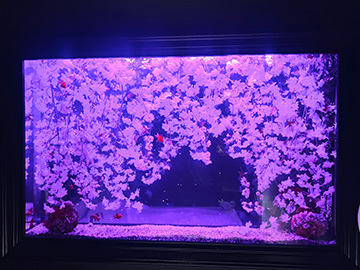 既存のデザイナーズ造花水槽をまたまたリニューアル！