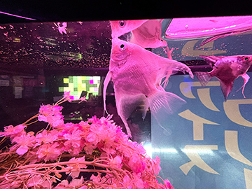 ナイト系のお店に造花水槽!