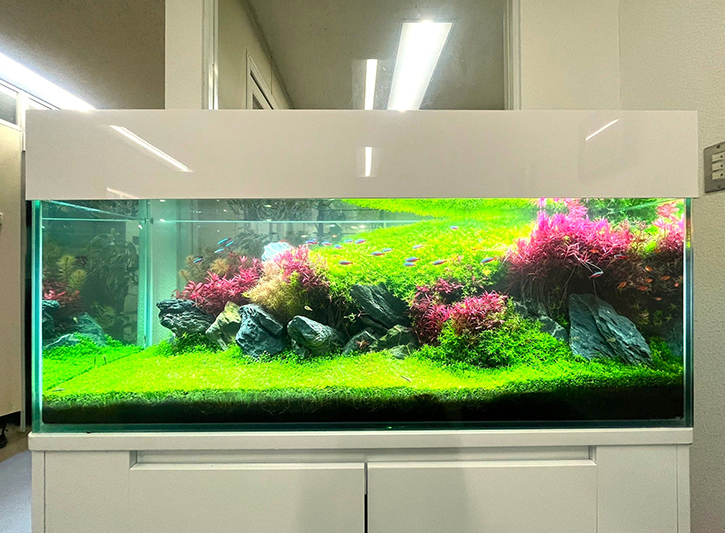 水草が美しいネイチャーアクアリウム水槽