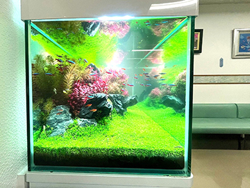 水草が美しいネイチャーアクアリウム水槽