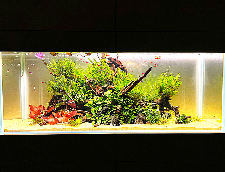 癒される水草水槽