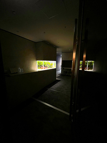 癒される水草水槽