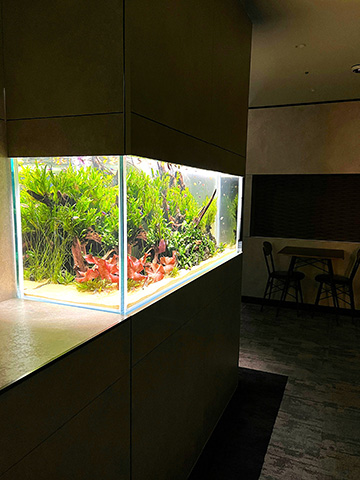 癒される水草水槽