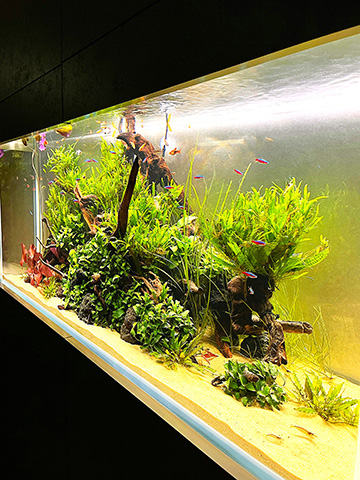 癒される水草水槽